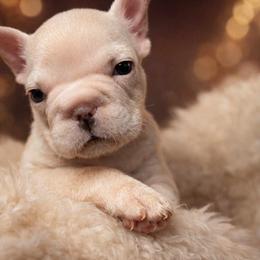 Bella - Cream female French Bulldog puppy in Plano, Illinois from Velvet Fluffy Pups