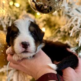 Baby blue - Black rust and white male Bernese Mountain Dog puppy in Altura, Minnesota from Bluffside Berners