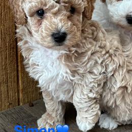 Simon - male Poodle puppy in Greensburg, Kentucky from Doodle Me Crazy