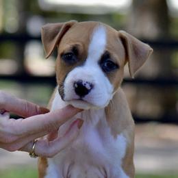 Boy 5 - Red male American Staffordshire Terrier puppy in St. Augustine, Florida from LBK & Ancient City