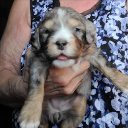 Peppermint Patty-Green - Blue merle female Bernedoodle puppy in Dugway, Utah from Luv4Bernedoodles