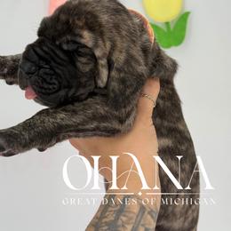 Lyric - Brindle female Great Dane puppy in Michigan from Ohana Great Danes of Michigan