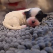 Mal-Shi Puppies from Gemstone Exclusive Pups of Florida