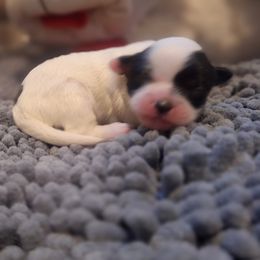 Mal-Shi Puppies from Gemstone Exclusive Pups of Florida