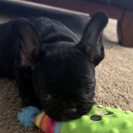 French Bulldogs, Mal-Shis, and Morkies from Woodpecker Ridge Pups