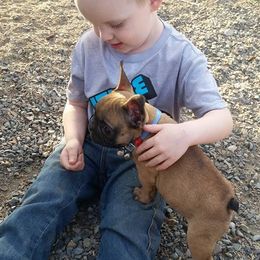 French Bulldog Puppies from Ginny's Frenchie's