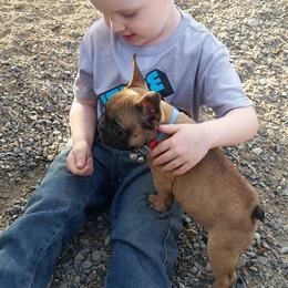 French Bulldog Puppies from Ginny's Frenchie's