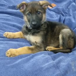 German Shepherd Puppies from Rammstein Kennels
