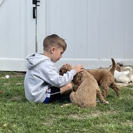 Bernedoodle, Cavalier King Charles Spaniel, Goldendoodle, and Sheepadoodle Puppies from Flannery’s lucky pup’s🍀