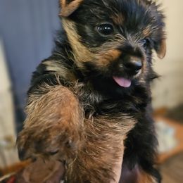 Yorkshire Terrier Puppies from Timber Hills Yorkshire Terriers