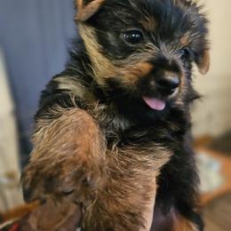 Yorkshire Terrier Puppies from Timber Hills Yorkshire Terriers