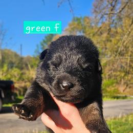 Green collar - Sable female German Shepherd puppy in Dexter, Missouri from Vom Morris Haus German Shepherds