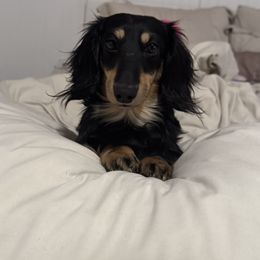 London - Dachshund