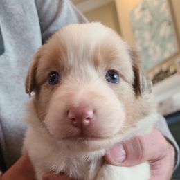 Red Merle Female #1 - Red merle Australian Shepherd puppy in Fresno, California from Ellison Family Homestead