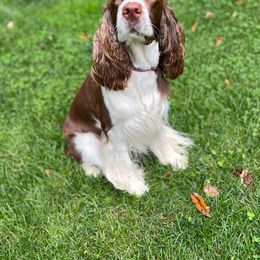 Ava - English Springer Spaniel