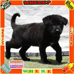 WHERE - Black female German Shepherd puppy in Murrieta, California from Diamond Oaks German Shepherds