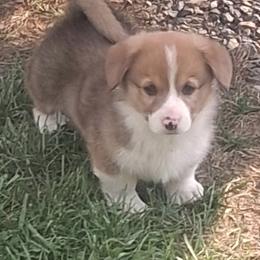 Wrangler - Red male Pembroke Welsh Corgi puppy in Hillsville, Virginia from Bonderosa Kennels
