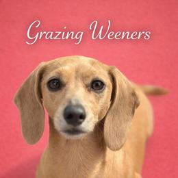 Whiskey - Dachshund