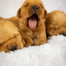 Labrador Retriever Puppies from Whiskey River Labradors