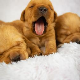 Labrador Retriever Puppies from Whiskey River Labradors