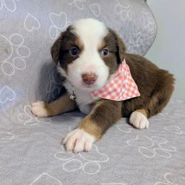 Mozzarella - Red tri-color female Australian Shepherd puppy in Pamplin, Virginia from Hope & Joy Acres