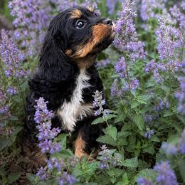 Cavapoo Puppies from Panda Puppies