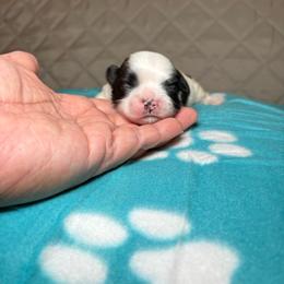 Max - Tricolor male Shih Tzu puppy in Phoenix, Arizona from Spoiled ShihTzu LLC