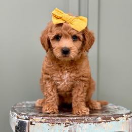 April (Yellow collar) - Apricot female Goldendoodle puppy in Salem, Utah from Aspen Doodles