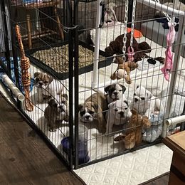 Bulldog Puppies from K & K Little Blessings