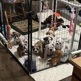 Bulldog Puppies from K & K Little Blessings