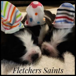 Saint Bernard Puppies from Fletchers Saints