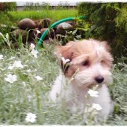 Cotons de Tulear from A Breed Apart Cotons