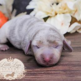CKC Honey - Dapple female Dachshund puppy in Christiansburg, Virginia from Little Legs Luxury Dachshunds LLC