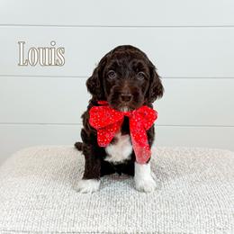 Louis (Green Collar) - Chocolate male Goldendoodle puppy in Bell Buckle, Tennessee from Precious Puptown Doodles