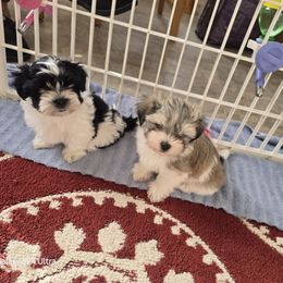 Boy 2 - Black and white male Havanese puppy in Melba, Idaho from Lawson Havanese