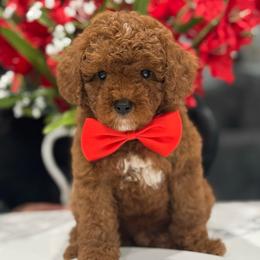 Rhythm - Red male Cavapoo puppy in Apple Valley, California from Fletcher Fuzzy Friends