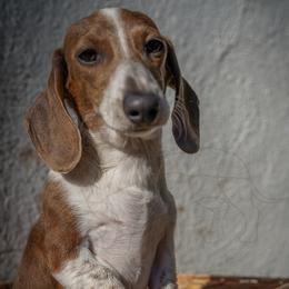 Minty Zaki - Piebald female Dachshund puppy in Temecula, California from Naomi Magee's Dachshund Kennel