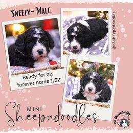 Sneezy - Black and white Sheepadoodle puppy in Bloomfield, New Jersey from C3 Sheepadoodles