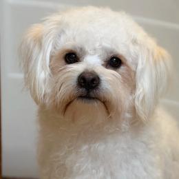 Fletcher - Bichon Frise
