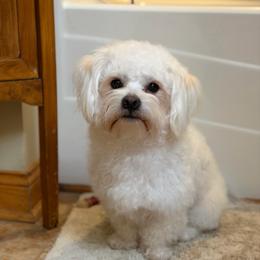 Fletcher - Bichon Frise