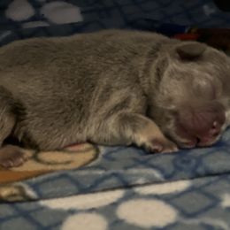 French Bulldog Puppies from Ark Frenchies Limited