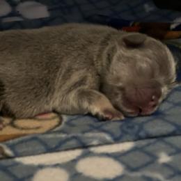 French Bulldog Puppies from Ark Frenchies Limited
