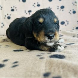 Poppy - Black phantom female Aussiedoodle puppy in Kings Mountain, North Carolina from Champion Farms Doodles