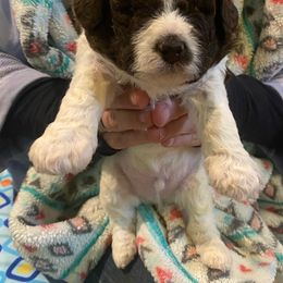 Green Boy - Lagotto Romagnolo puppy in Westlake, Oregon from Premier Truffles