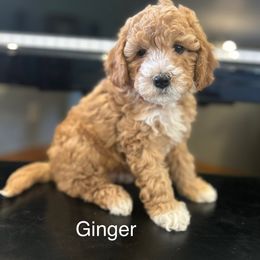 Ginger - Red and white female Cockapoo puppy in Powell, Wyoming from Doodles of Joy