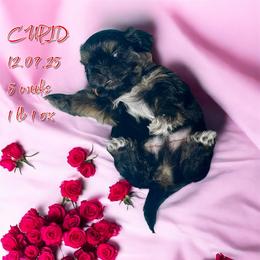 Cupid - Red and tan female Shih Tzu puppy in Sacramento, California from NANA’S  QUALITY SHIH TZU'S