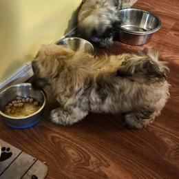 Pumpkin - Brindle male Shih Tzu puppy in Woodsfield, Ohio from ROSE LANE SHIH TZUS