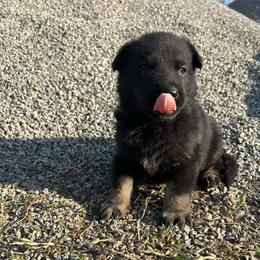 Missy - Bi-color female German Shepherd puppy in Milan, Illinois from Stonewick German Shepherds