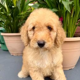 Glory - Apricot female Goldendoodle puppy in Pensacola, Florida from Goldendoodles Love You in Pensacola Friend Edition