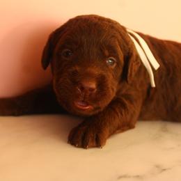White collar - Chocolate female Labradoodle puppy in Apache Junction, Arizona from Loving Doodle